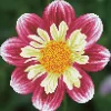 Diamond Dotz Daisy-A-Day – diamond painting, 30,5×30,5 cm, 6896 dotz | Diamond Painting