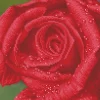 Diamond Dotz Rose Dew – diamond painting, 30,5×30,5 cm, 10449 dotz