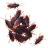 Panduro Hobby Krälande kackerlackor till halloween, 18 st L: 4,5 cm B: 2 cm | Övrigt