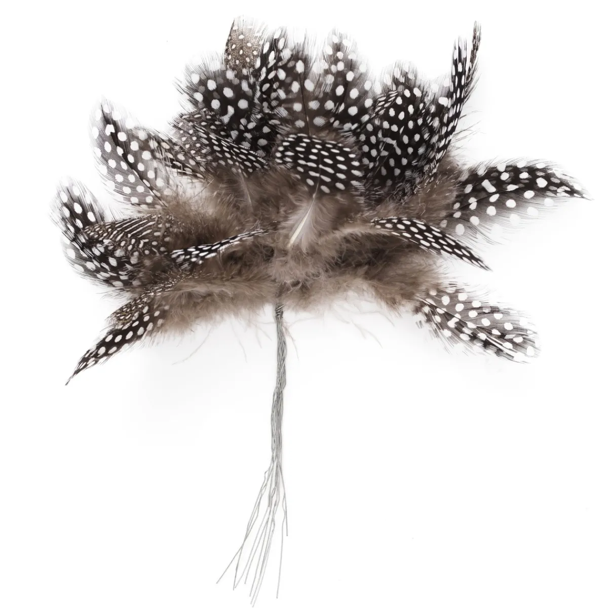 Panduro Hobby Magnoliafjädrar, prickiga fjädrar från pärlhöna. Uppsatt på stråltråd, längd inkl. tråd ca 20 cm. 12 stycken | Fjädrar