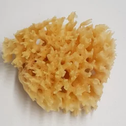 Oklassificerat Natursvamp Honey Comb 8-9cm | Rollers & Tillbehör
