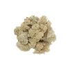 Hedlund Renlav (vitmossa) 100 g