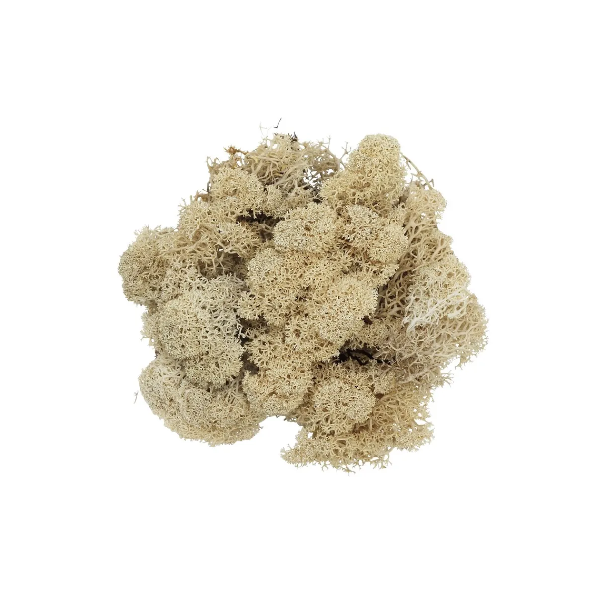 Hedlund Renlav (vitmossa) 100 g